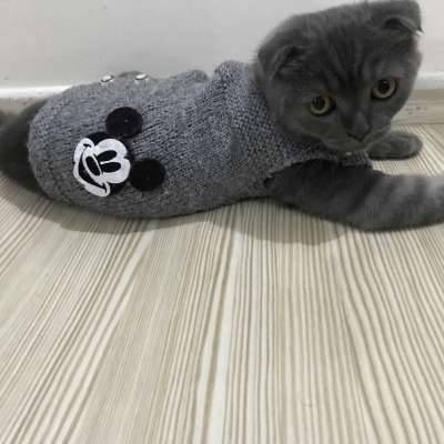 Duman Bilinmiyor Scottish Fold