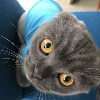 Duman Bilinmiyor Scottish Fold