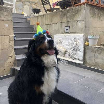 Barney Erkek Bernese Dağ Köpeği