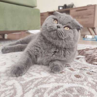 Maya  Dişi Scottish Fold