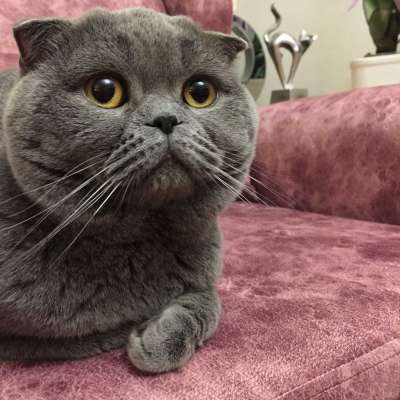 Şila Erkek Scottish Fold