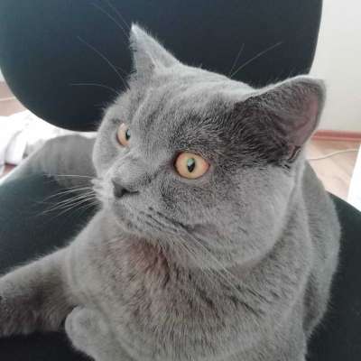 Pati Erkek British Shorthair