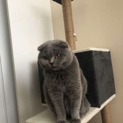 simba Erkek Scottish Fold