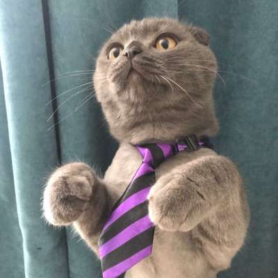 Duman Bilinmiyor Scottish Fold