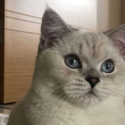 Kafka Erkek British Shorthair