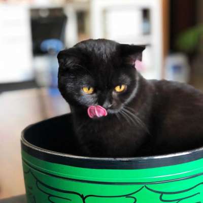 Güneş Dişi British Shorthair