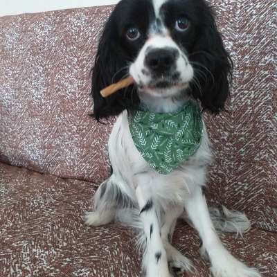 Aşil Erkek Amerikan Cocker Spaniel