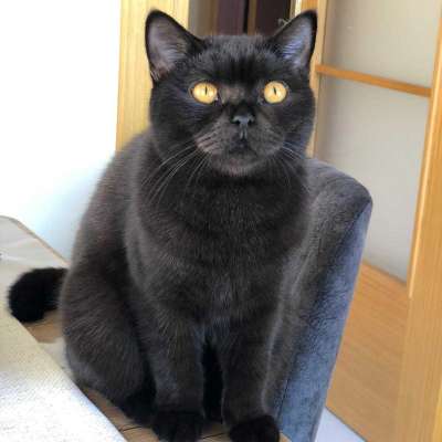 Güneş Dişi British Shorthair