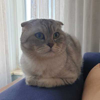 Ayaz Erkek Scottish Fold