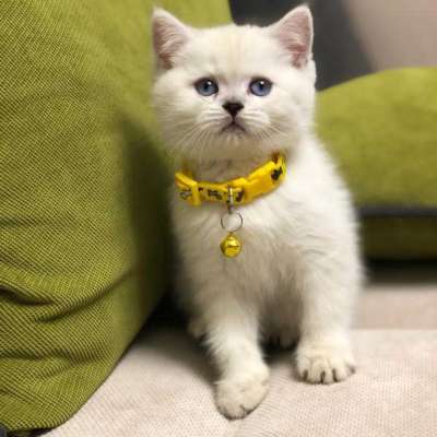 Kafka Erkek British Shorthair