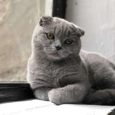 Thomas Erkek Scottish Fold