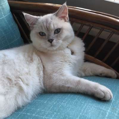 Kafka Erkek British Shorthair