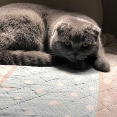 Thomas Erkek Scottish Fold