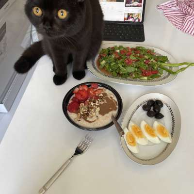 Güneş Dişi British Shorthair