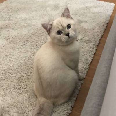 Kafka Erkek British Shorthair