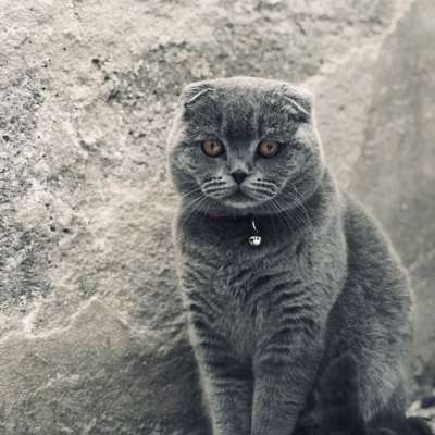 Thomas Erkek Scottish Fold