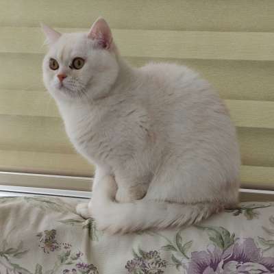 Ayes Erkek British Shorthair