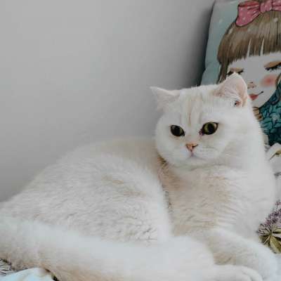 Ayes Erkek British Shorthair