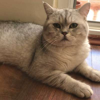 Gümüş  Erkek British Shorthair