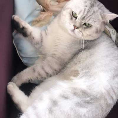 Gümüş  Erkek British Shorthair