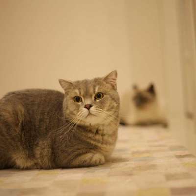 Paşa Erkek British Shorthair