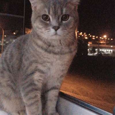 Paşa Erkek British Shorthair