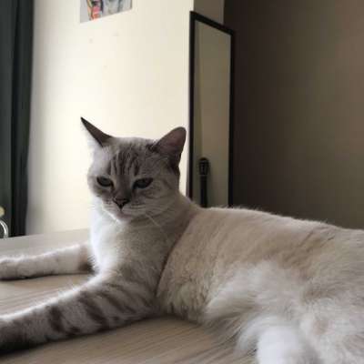 Matilda Dişi British Shorthair