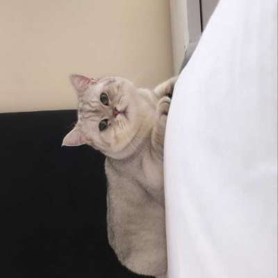 Gümüş  Erkek British Shorthair