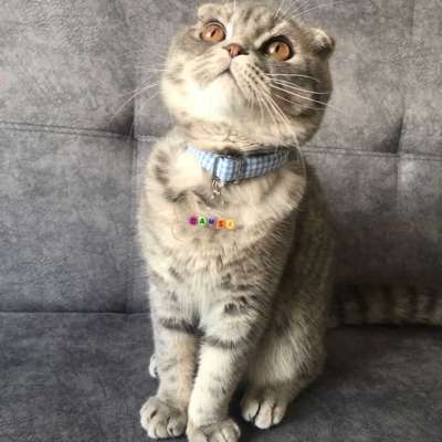 Bamsı Erkek Scottish Fold