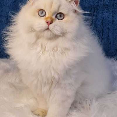 Leo Erkek British Shorthair