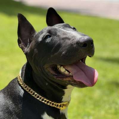 Caesar Erkek Bull Terrier