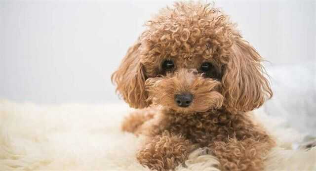 Toy Poodle Ne Kadar? Yavru Toy Poodle Kaç TL?