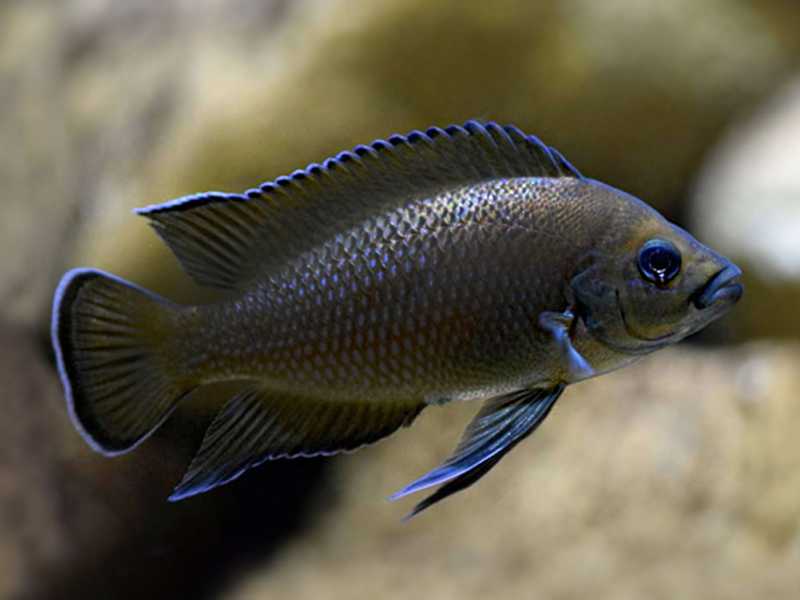 Variabilichromis moorii