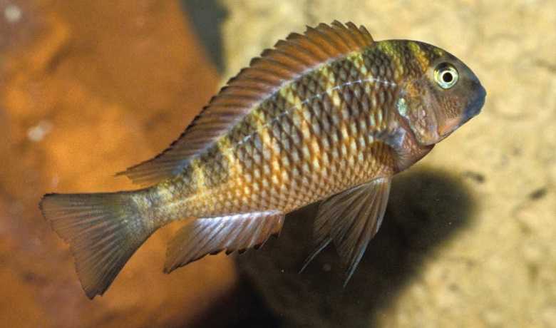 tropheus çiklit