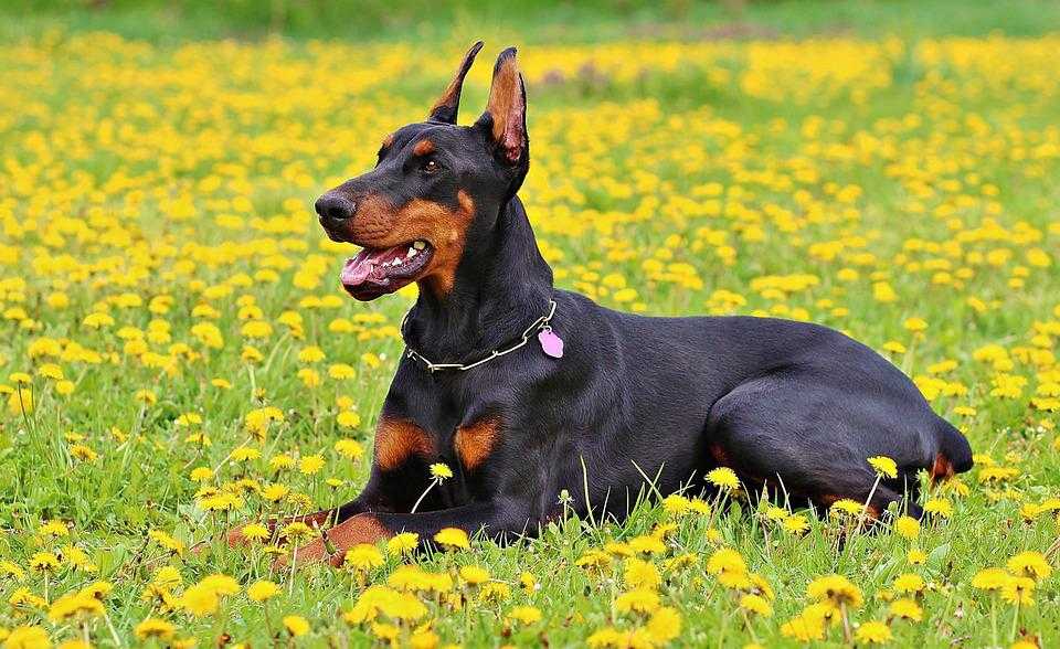 Doberman Ne Demek?