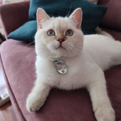 Oscar Erkek British Shorthair