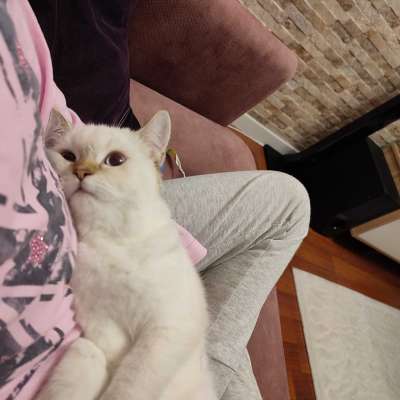 Oscar Erkek British Shorthair