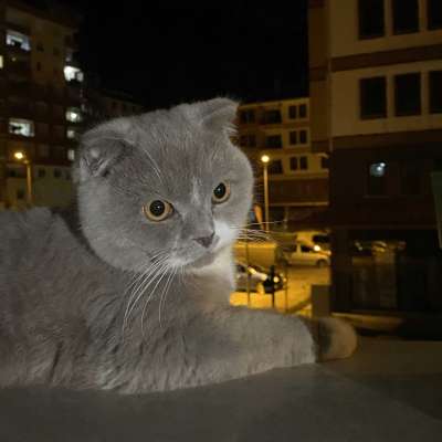 Ares Erkek Scottish Fold