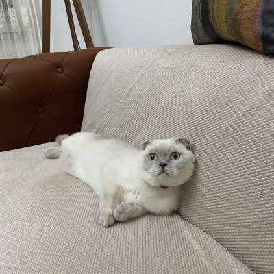 Pamuk Dişi Scottish Fold