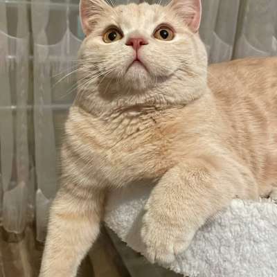 Mauro Erkek British Shorthair