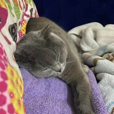 Luna Dişi Scottish Fold