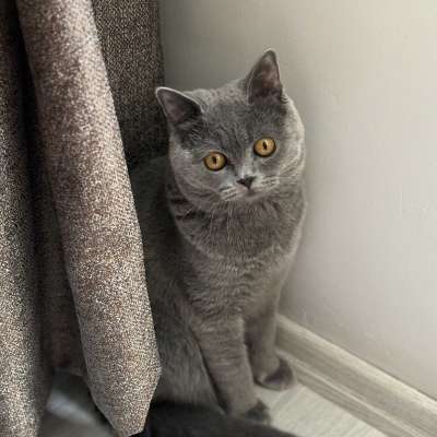 Coco Erkek British Shorthair