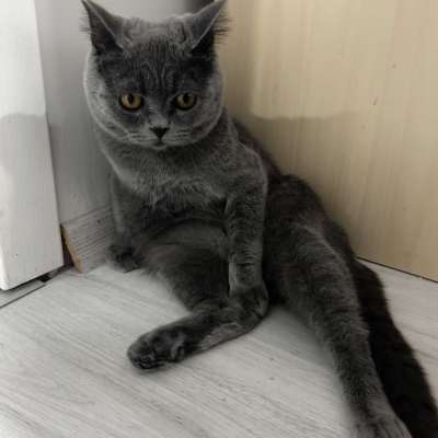 Coco Erkek British Shorthair