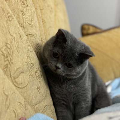 Coco Erkek British Shorthair