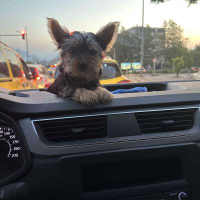 Leo Erkek Yorkshire Terrier