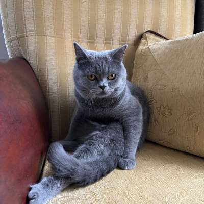 Coco Erkek British Shorthair