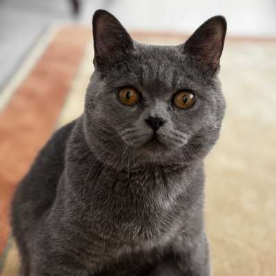 Coco Erkek British Shorthair