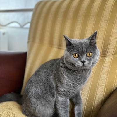 Coco Erkek British Shorthair