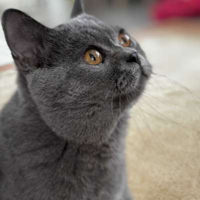 Coco Erkek British Shorthair